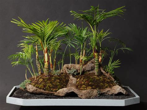 Learn about nine popular types, including japanese maple, miniature jade, and juniper. Parlor Palm Indoor Bonsai RealPalmTrees.com | Indoor ...