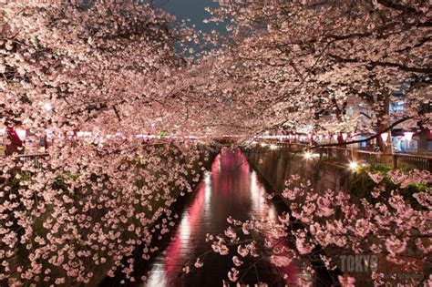 The dates below are according to the japan meteorological corporation's official cherry blossom forecast. Yozakura Tokyo: Night Cherry Blossom Viewing | Tokyo Cheapo