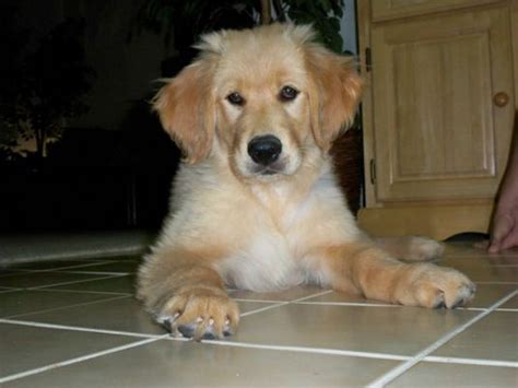 The miniature golden retriever, aka comfort retriever, is a cute, energetic, and loyal mixed breed. Cooper the Golden Retriever - Cute Puppy Pictures Daily