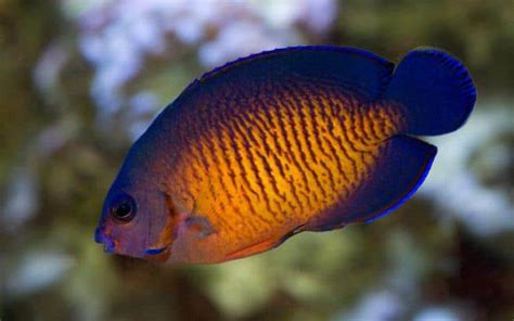 8 Best Saltwater Fish For Beginners How To Start Your Aquarium And More