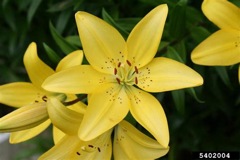 Lily Genus Lilium