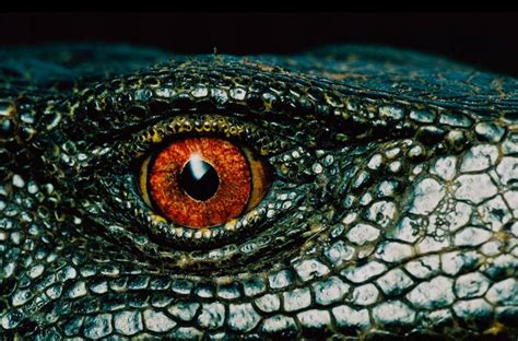 Panay Monitor Lizard Eye Monitor Lizard Lizard Eye Photos Of Eyes