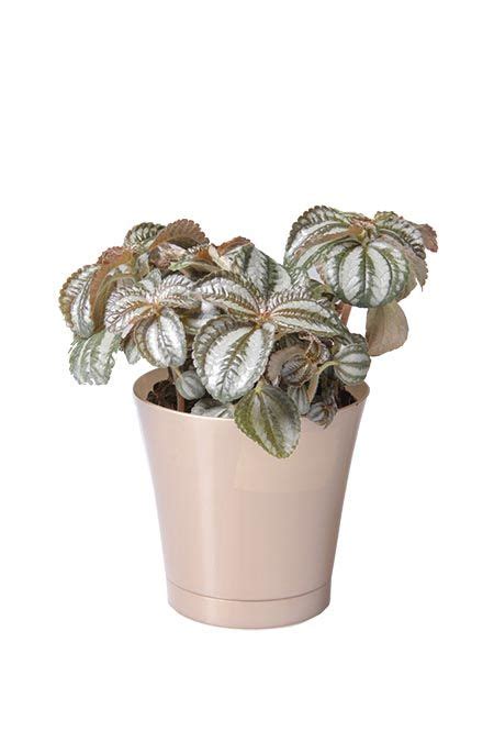Avoid giving much water during winter to aluminum plant / pilea cadierei. Costa Farms - Aluminum Plant Details | Easy to grow ...