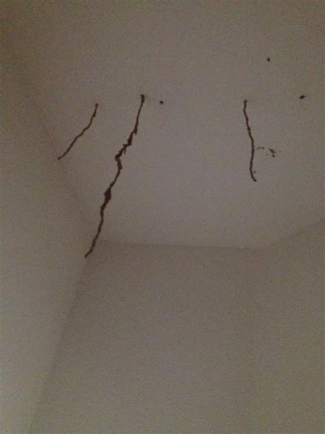 Tubular Mud Or Sand Structures Hanging From Ceiling — Responsible Pest