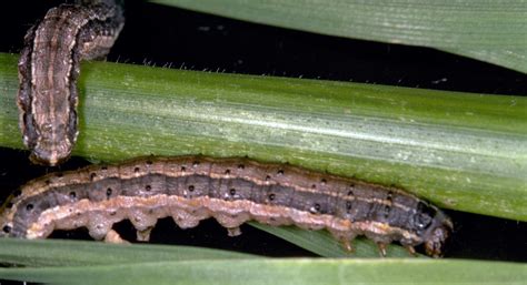 Look For Fall Armyworm Before They Can Cause Damage Syngenta Know