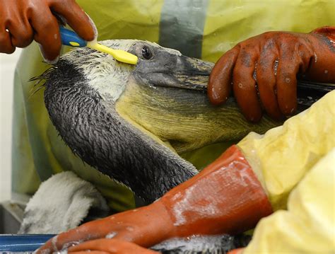 Birds Cleaned After California Oil Spill Chicago Tribune