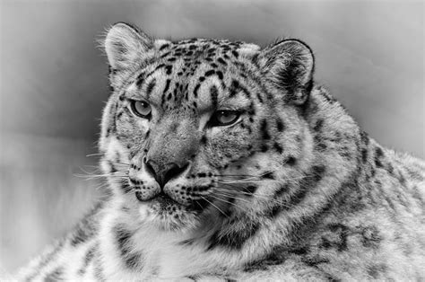 Snow Leopard Portrait Photograph By Chris Boulton