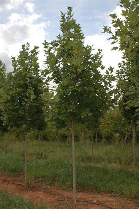 Legacy Sugar Maple Shade Trees Mcmakin Farms