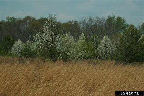 Dogwoods do and there are several native to georgia. Using Georgia Native Plants: White Blooming Roadside Trees