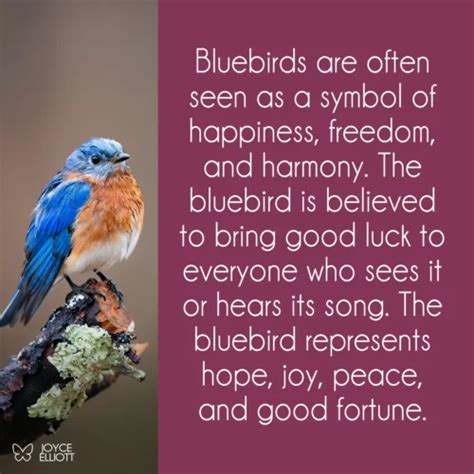 Bluebird Symbolism And Meaning 7 Powerful Messages You Shouldnt