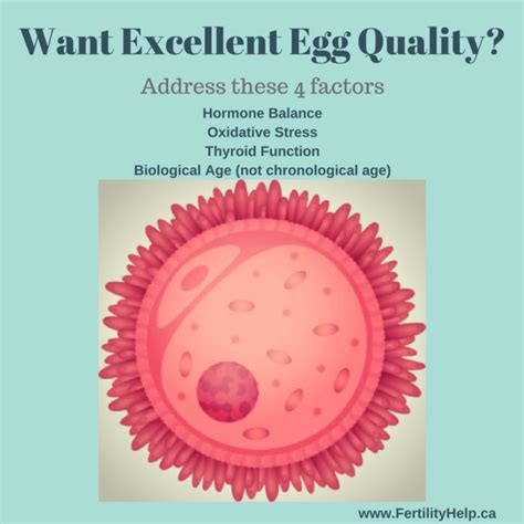 Poor Egg Quality Toronto Infertility Naturopath