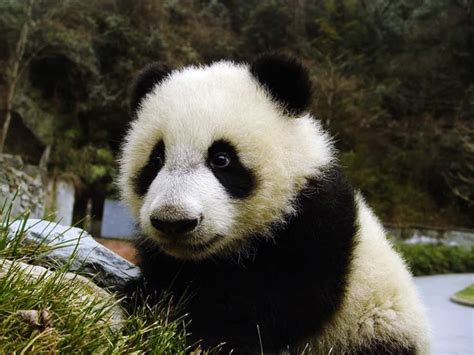 Month Old Giant Panda Cub Long Long Reacts Chimelong Safari Stock