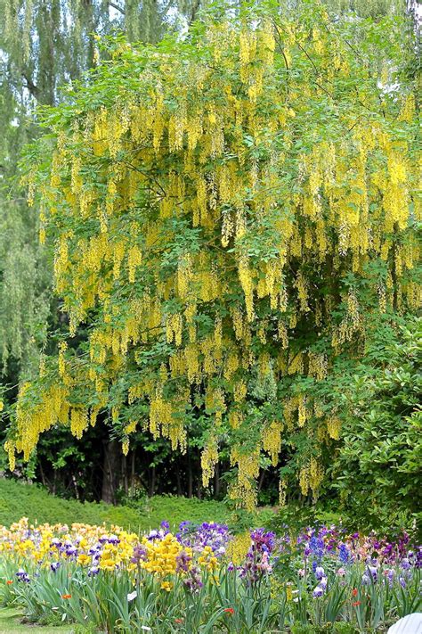 Photo Of The Bloom Of Goldenchain Tree Laburnum X Watereri Vossii