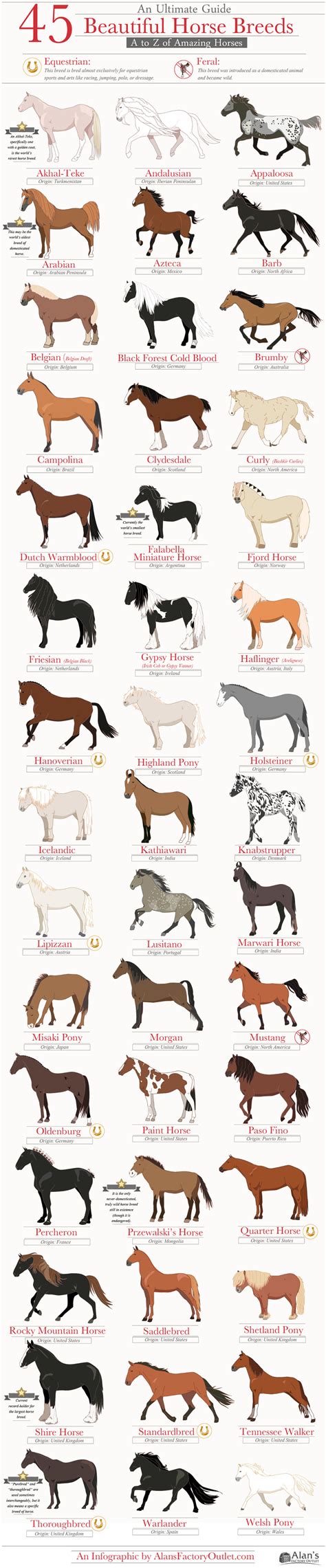 45 Beautiful Horse Breeds Infographic