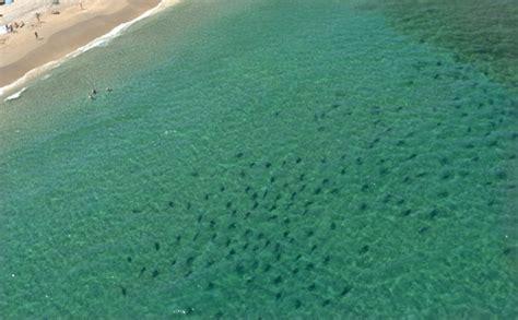 Thousands Of Sharks Make Annual Migration Off Florida Coast Orlando