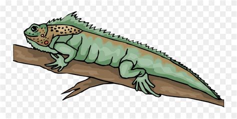 Bearded Dragon Clipart Png Bearded Dragon Stock Vectors Clipart And