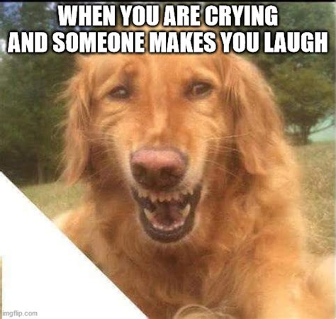 Image Tagged In Crying Smiling Dog Imgflip