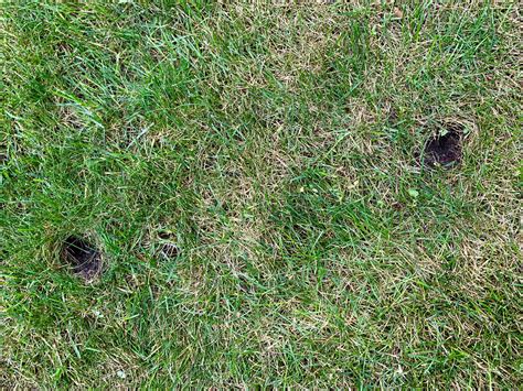 Holes All Over Lawn Are These From Squirrels Landscaping