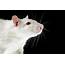 Laboratory Rat Photograph By Coneyl Jay/science Photo Library