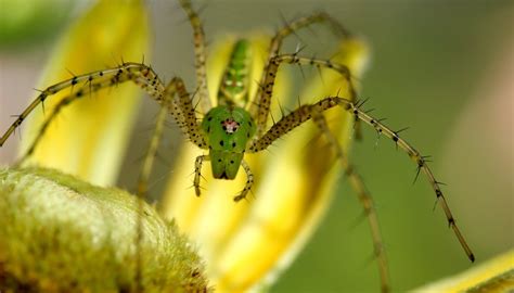 Common Mississippi Spiders Sciencing