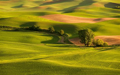 Green Fields Grass Hills Trees Road Wallpaper Nature And