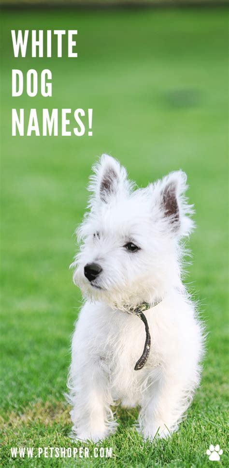 White Dog Names 102 Cute And Best Ideas Male And Female Petshoper