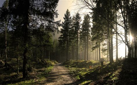Wallpaper Sunlight Trees Forest Nature Morning Mist Pathway