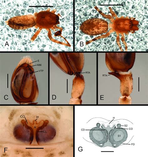 Tafana Humahuaca Sp Nov A C E Holotype ♂ Macn Ar 41787 B F G