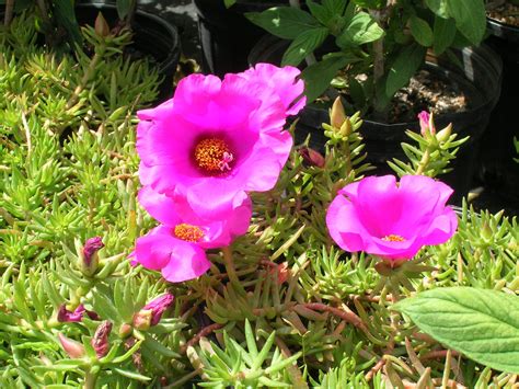 Grande mojave fuchsia moss rose (portulaca) live plant, fuchsia flowers. Moss Rose (Portulaca grandiflora) - Richard Lyons Nursery ...
