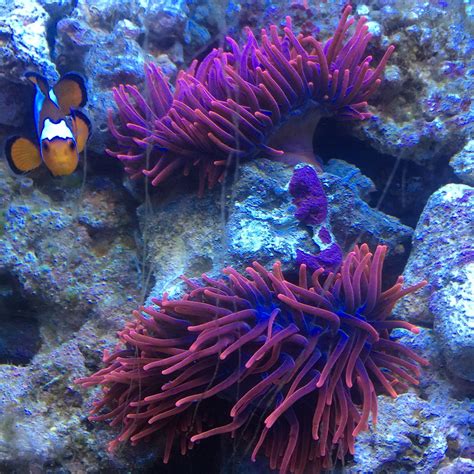 Sherman Rose Bubble Tip Anemones Reef2reef Saltwater And Reef
