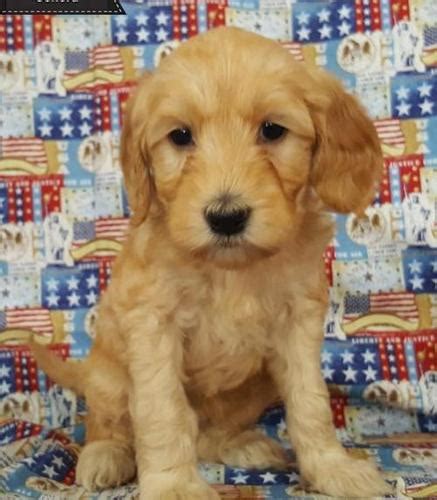 I am a specialized, quality breeder of puppies for sale in phoenix, az. Goldendoodle Puppy for Sale - Adoption, Rescue ...