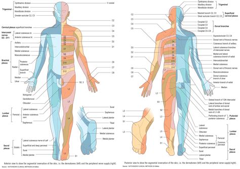 Dermatomes Chart 20x26 Dysautonomia Anatomy Peripheral Nerve Images
