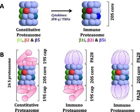 During the past two decades, the upp has taken center stage in our understanding of the control of protein turnover (figure 1). Subunit composition of constitutive and immunoproteasomes ...