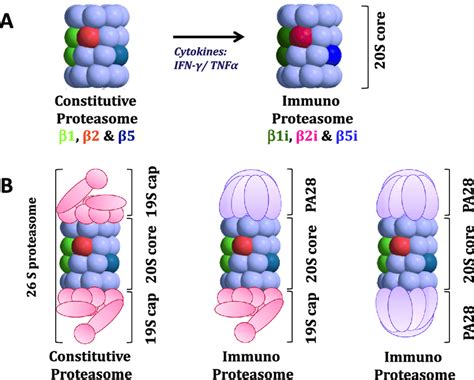 Proteasomes deal primarily with endogenous proteins; Subunit composition of constitutive and immunoproteasomes ...