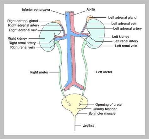 Urinary System Overview Graph Diagram