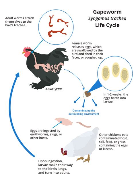 The Impact Of Gape Worms On Chicken Health Nature Blog Network