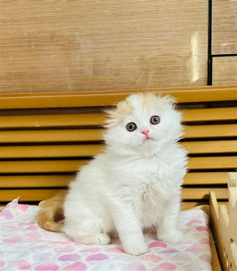 Discovering The Colors Of Scottish Fold Cats