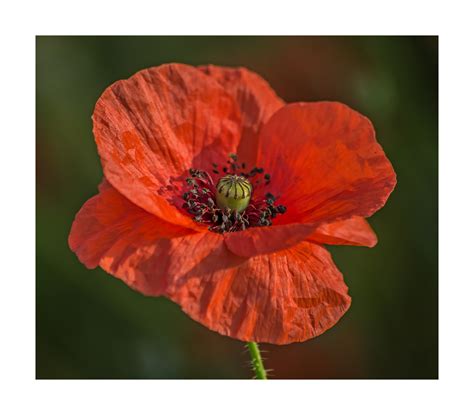 Be careful with old versions! "Mohnblume" Foto & Bild | pflanzen, pilze & flechten ...