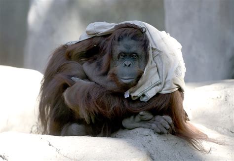 Watch This Orangutan Kiss A Pregnant Womans Stomach So Tenderly That