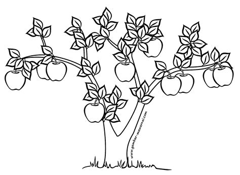 kumpulan contoh gambar sketsa daun apel informasi