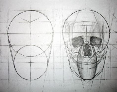 Human Skull Scheme Detail I 2007 Skulls Drawing Human Anatomy