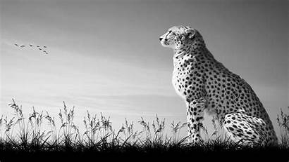 Cheetah Wallpapers Windows Studio Monochrome Xbox Background