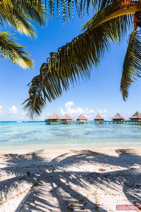 Beach With Palm Tree And Overwater Bungalows Polynesia Royalty