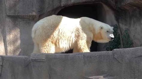 Snow Lilly Milwaukee County Zoo Polar Bear Dies At 36
