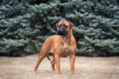 Bull Mastiff Ultimate Guide Health Personality And More