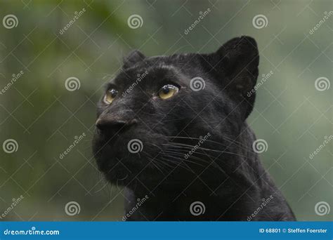 Black Panther Panthera Pardus Pair Mating Royalty Free Stock