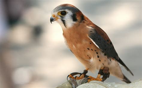 Birds Of Prey Wallpapers And Images Wallpapers Pictures Photos