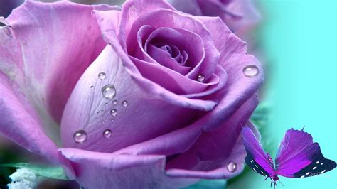 Purple Roses Wallpaper (58+ images)