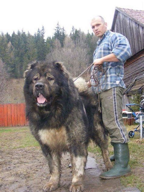 Pictures Of Caucasian Shepherd Dogs