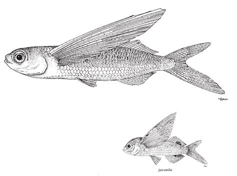 Exocoetus Obtusirostris